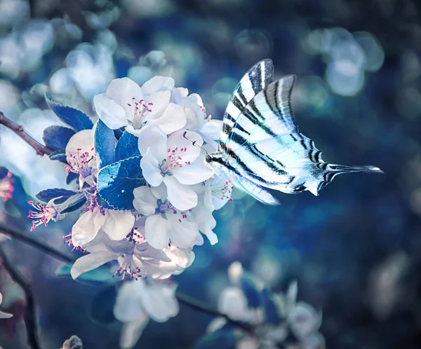 아름 다운 사쿠라 꽃을 꽃 고 클로즈업을 통해 팔 딱 나비. 인사말 카드 배경 템플릿입니다. 얕은 깊이. 부드러운 진한 파란색 톤. 봄 마술 자연 — 스톡 사진