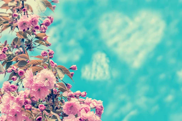 Bela flor de cereja sakura flor sobre o céu azul e nuvens de forma de coração. Modelo de fundo do cartão de saudação. Profundidade superficial. Suave tonificado — Fotografia de Stock