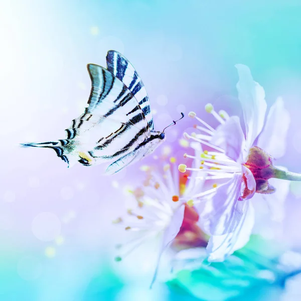 Hermosas flores de sakura de cerezo en primer plano sobre un suave fondo azul y rosa suave con mariposa revoloteando sobre el cielo. Tarjeta de felicitación plantilla floral. Tono suave. Profundidad superficial. Naturaleza de primavera —  Fotos de Stock