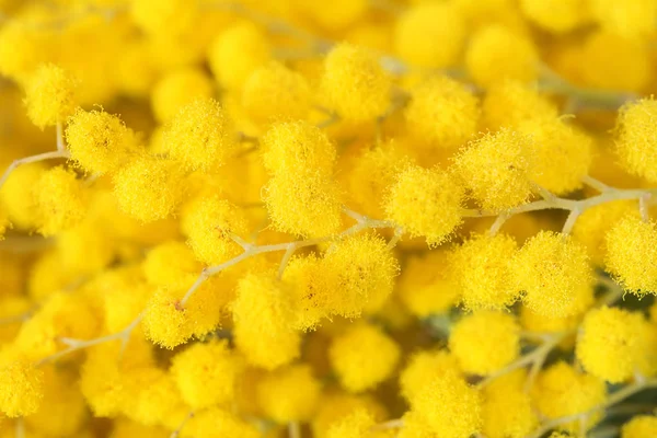 Мбаппе - желтый цветок. Шаблон открытки. Небольшая глубина. Принято. Весна в природе — стоковое фото