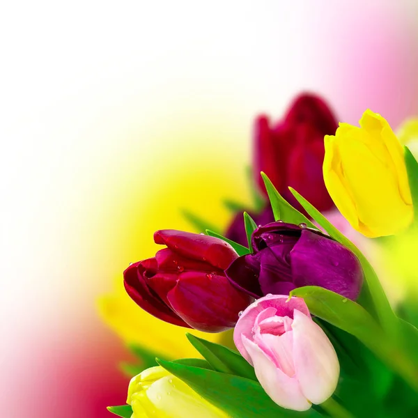 Hermoso tulipán rosa, rojo, púrpura, amarillo ramo de flores de fondo cuadrado. Tarjeta de felicitación plantilla. Nartura de primavera. Tono suave — Foto de Stock