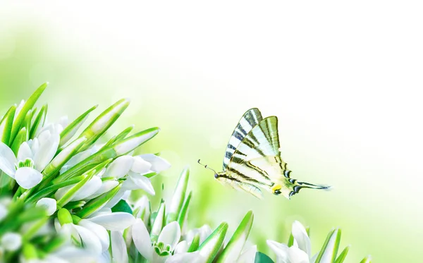 Gyönyörű hóvirág virág és pillangó, fehér háttér. Tavaszi természet. Képeslap sablont. Lágy tónusú — Stock Fotó