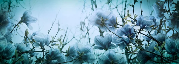 Mooie bloeiende magnolia bloemen in sundawn licht backlit, ondiepe diepte. Zacht donker blauw vintage afgezwakt. Sjabloon voor spandoek wenskaart. Natuur panorama achtergrond. Kopiëren van ruimte — Stockfoto