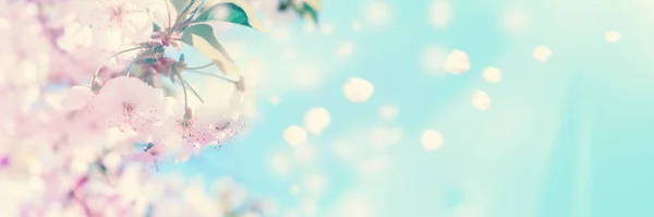 Bloeiende kersenboom op lichte hemel achtergrond in zonlicht. Zachte pastel afgezwakt. Lente Sakura bloem panorama met vliegende bloemblaadjes. Ruimte banner kopiëren — Stockfoto