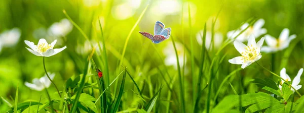 Dromerige witte lente anemoon bloem bloei, gras, lieveheersbeestje, vlinder close-up tegen zonlicht panorama. Voorjaarsbloemenbeeld. Pastel goudkleurig. Macro met zachte focus. Natuur wenskaart achtergrond Stockfoto