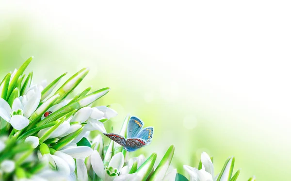 Gyönyörű hóvirág virág virágzás, katicabogár, pillangó közelkép fehér panoráma háttér. Tavaszi virág természet üdvözlő kártya sablon. Művészi tónusú kép. Makró lágy fókusszal — Stock Fotó