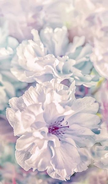 Όμορφο λουλούδι sakura άνθος κεράσι κάθετο φόντο. Απαλή εστίαση. Υποδεχτείτε το πρότυπο δωροκάρτας. Παστέλ vintage τονισμένη εικόνα. Φύση πανοραμική αφηρημένη. Αντιγραφή χώρου. Βάθος κλίσης — Φωτογραφία Αρχείου