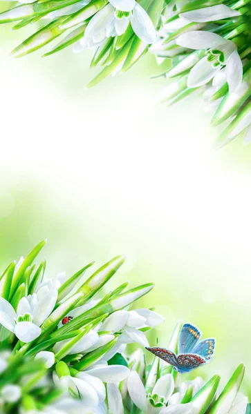 Hermosas gotas de nieve flor flor, mariquita, mariposa primer plano sobre fondo vertical blanco. Plantilla de tarjeta de felicitación de primavera de naturaleza floral. Imagen artística tonificada. Macro con enfoque suave — Foto de Stock