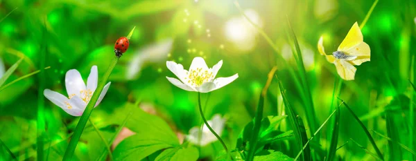 Álmodozó fehér tavaszi anemone virág virágzik, fű, katicabogár, pillangó közelkép ellen napfény panoráma. Tavaszi virágos kép. Arany tónusú pasztell. Makró lágy fókusszal. Természet üdvözlőkártya háttér — Stock Fotó