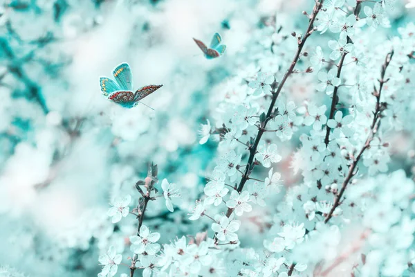 Flores de cerezo florecen árbol, mariposa, luz de ensueño primer plano. Plantilla de tarjeta de felicitación floral de primavera. Imagen artística tonificada. Pastel azul y rosa tonificado. Macro con enfoque suave. Fondo de naturaleza — Foto de Stock