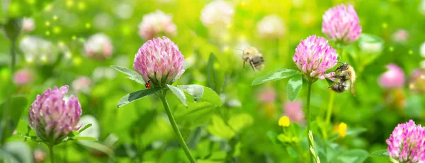 Hermosas flores de trébol de pradera salvaje de primavera, colores rosa y verde en la luz del sol con abeja, mariquita, macro. Fondo de la naturaleza de enfoque suave. Delicada imagen tonificada pastel. Naturaleza primavera floral. Clave alta — Foto de Stock