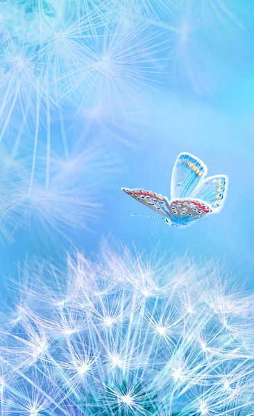 Mooie paardebloem zaden closeup blazen en vlinder op lichtblauwe verticale achtergrond. Zacht pasteltintje. Macro met zachte focus. Artistiek beeld van de lente. Natuur template Stockfoto