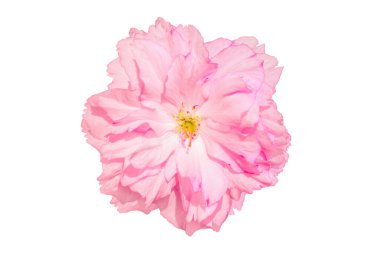 Sakura pembe çiçekli kiraz çiçeği beyaz arka planda izole edilmiş. Sığ derinlik. Yumuşak pastel tonlu. Çiçek baharı. Boşluğu kopyala.