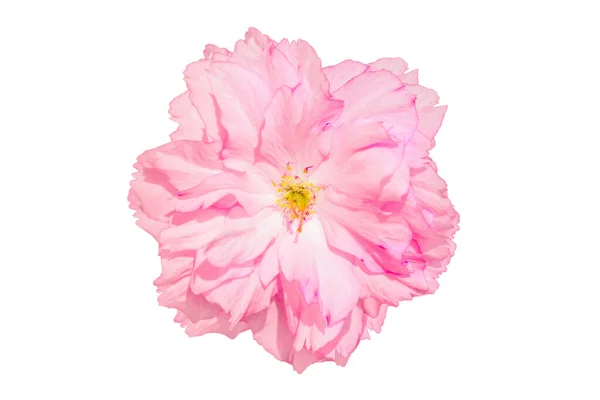 Sakura Rosa Blomma Körsbär Blomma Isolerad Vit Bakgrund Grunt Djup — Stockfoto