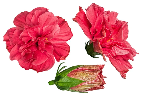 Conjunto Flores Hibisco Vermelho Isoladas Fundo Branco Profundidade Superficial Tonalidade — Fotografia de Stock