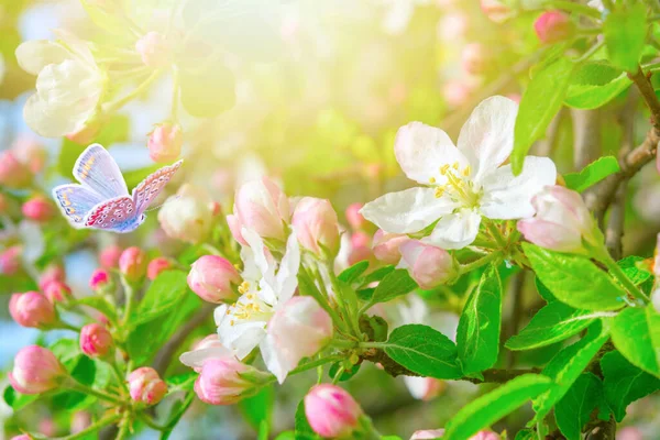 Blühende Apfelbaumblüten Schmetterling Verträumter Sonniger Hintergrund Weicher Fokus Grußkarten Vorlage — Stockfoto