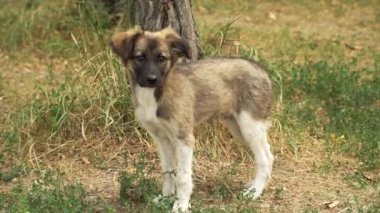 Evsiz köpek yavrusu ayakta yere ve kameranın doğru seyir