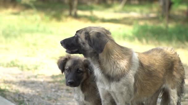 Αδέσποτο σκυλί και κουτάβι στέκεται στο έδαφος — Αρχείο Βίντεο