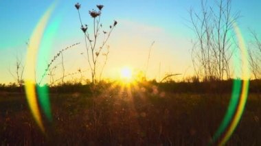 Gün batımı arka plan alanında kuru sonbahar çiçekler
