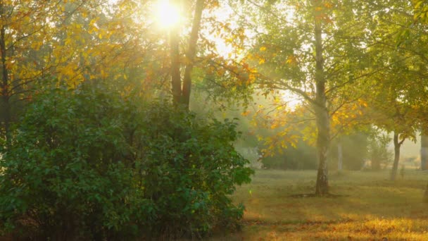 Промені сонячного світла крізь осіннє листя — стокове відео