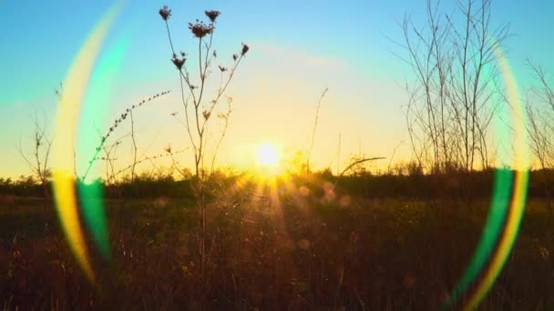 Fiori secchi autunnali in campo al tramonto sfondo — Video Stock