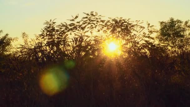 Rayons de soleil à travers les buissons automne . — Video