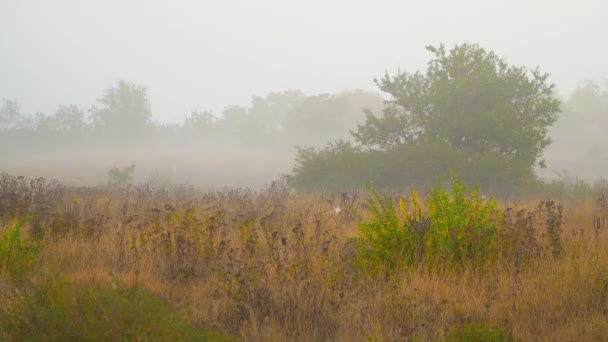 Φθινόπωρο ομίχλη το πρωί στην ύπαιθρο — Αρχείο Βίντεο