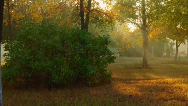 Stralen van de zon door de kroon van de bomen — Stockvideo