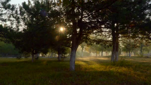 Stralen van de zon door de bomen — Stockvideo