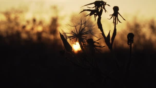 Контури сушеної трави та квітів на фоні заходу сонця — стокове відео