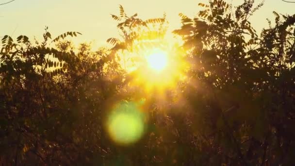 View sunset through the bushes . Autumn in steppe — ストック動画