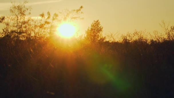 Optical glare from the sun at sunset — Stock video