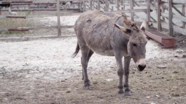 Eşek corral gider ve yerdeki yiyecek arayan