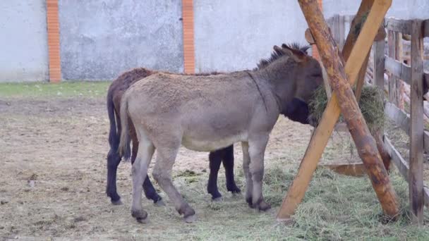 Dois burros comendo feno de cocho — Vídeo de Stock