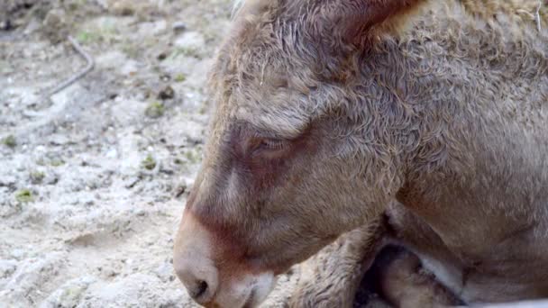 Donkey lying on the ground — Stock Video