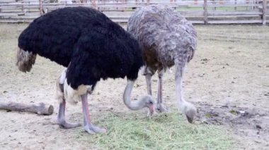 Bir çift bir çiftlikte Afrika deve kuşları
