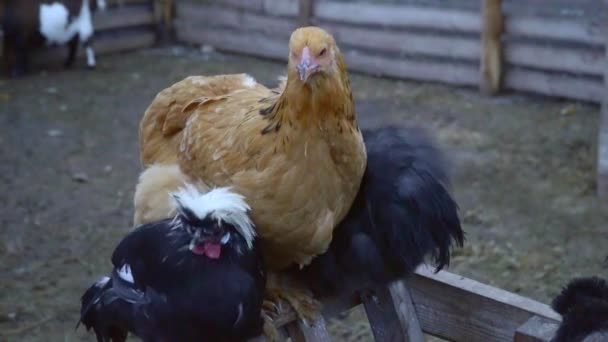 Kippen op de boerderij zitten op het hek — Stockvideo