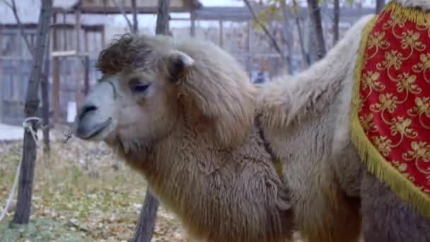 Camel on a leash — Stock Video