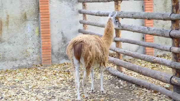 Lama eating hay in the corral — Stock Video