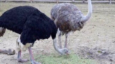 İki Afrikalı devekuşu çim yeme