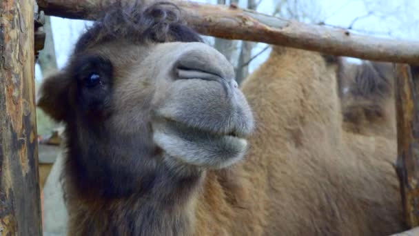 Close-up of head Bactrian camel — Stock Video