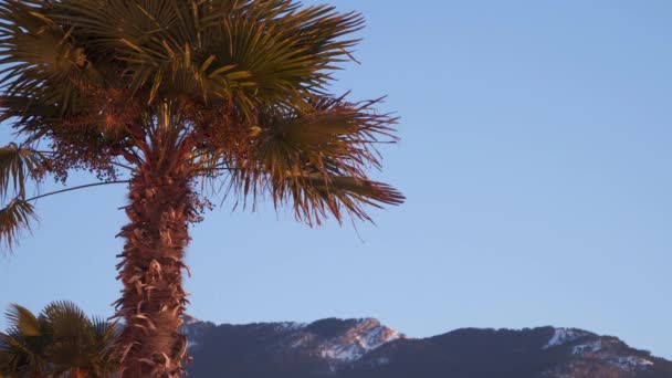 Palmera contra el cielo azul iluminado por el sol naciente — Vídeo de stock