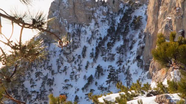 Pinos creciendo entre las rocas — Vídeos de Stock