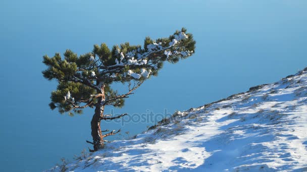 Pine in de sneeuw op de rand van de berg — Stockvideo