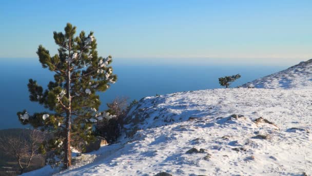 Pinos en la nieve al borde de una meseta montañosa — Vídeos de Stock