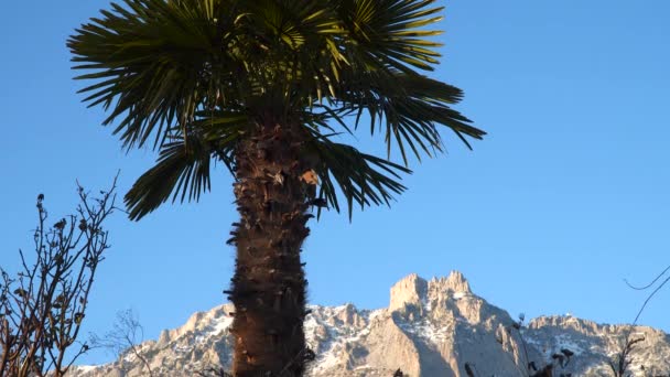 Palm tree on a background of snow-capped mountains — Stock Video