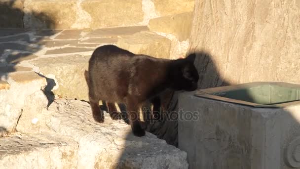 Merdivenlerden aşağı siyah kedi — Stok video