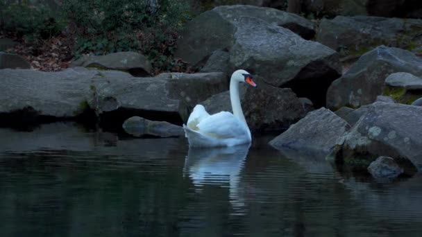 Bílá labuť na jezírku — Stock video