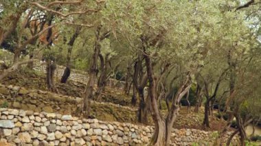 Çok düzeyli Olive grove. Ağaçlar zeytin