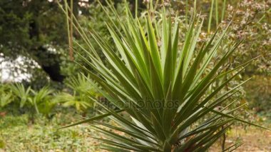 Yucca bir açıklıkta ormanda